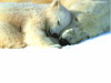 miniatura_1024_-_Bears_Sleeping copia